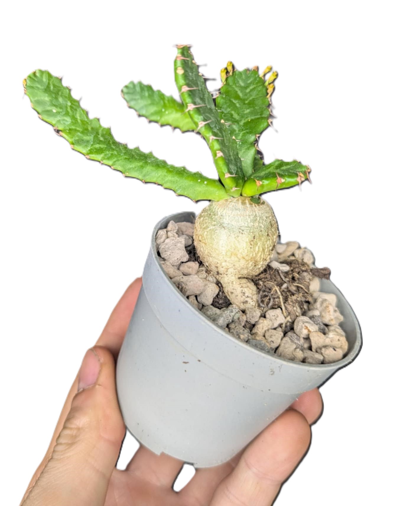 Euphorbia stellata