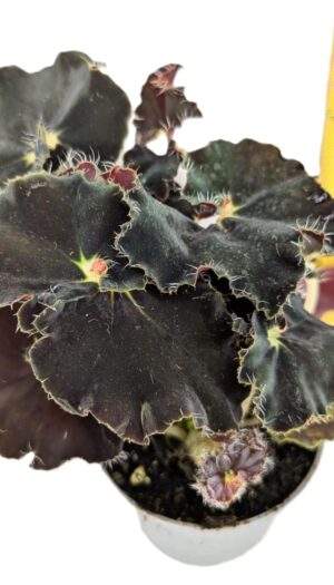 Begonia Magic colours dark mambo