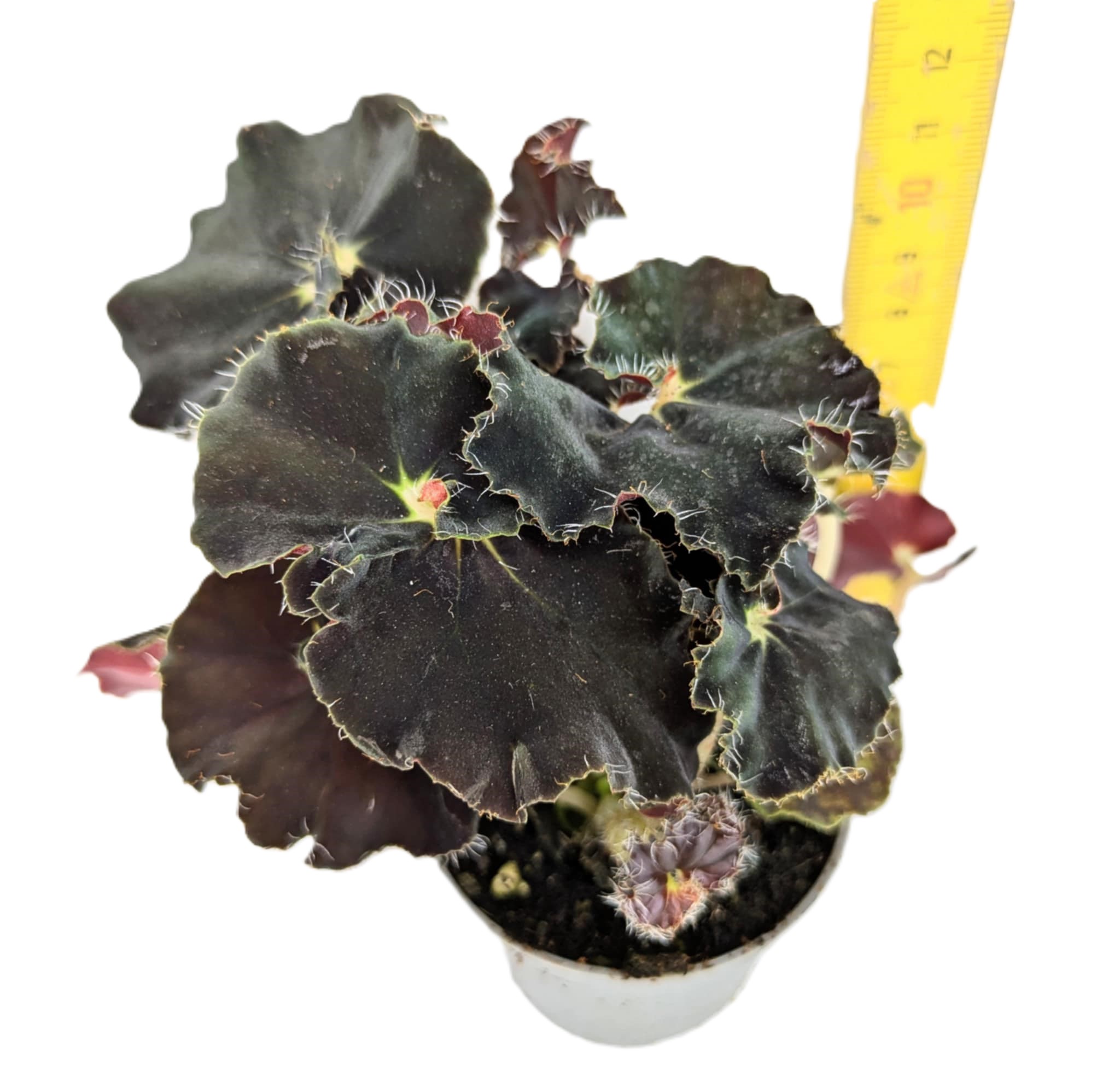 Begonia Magic colours dark mambo