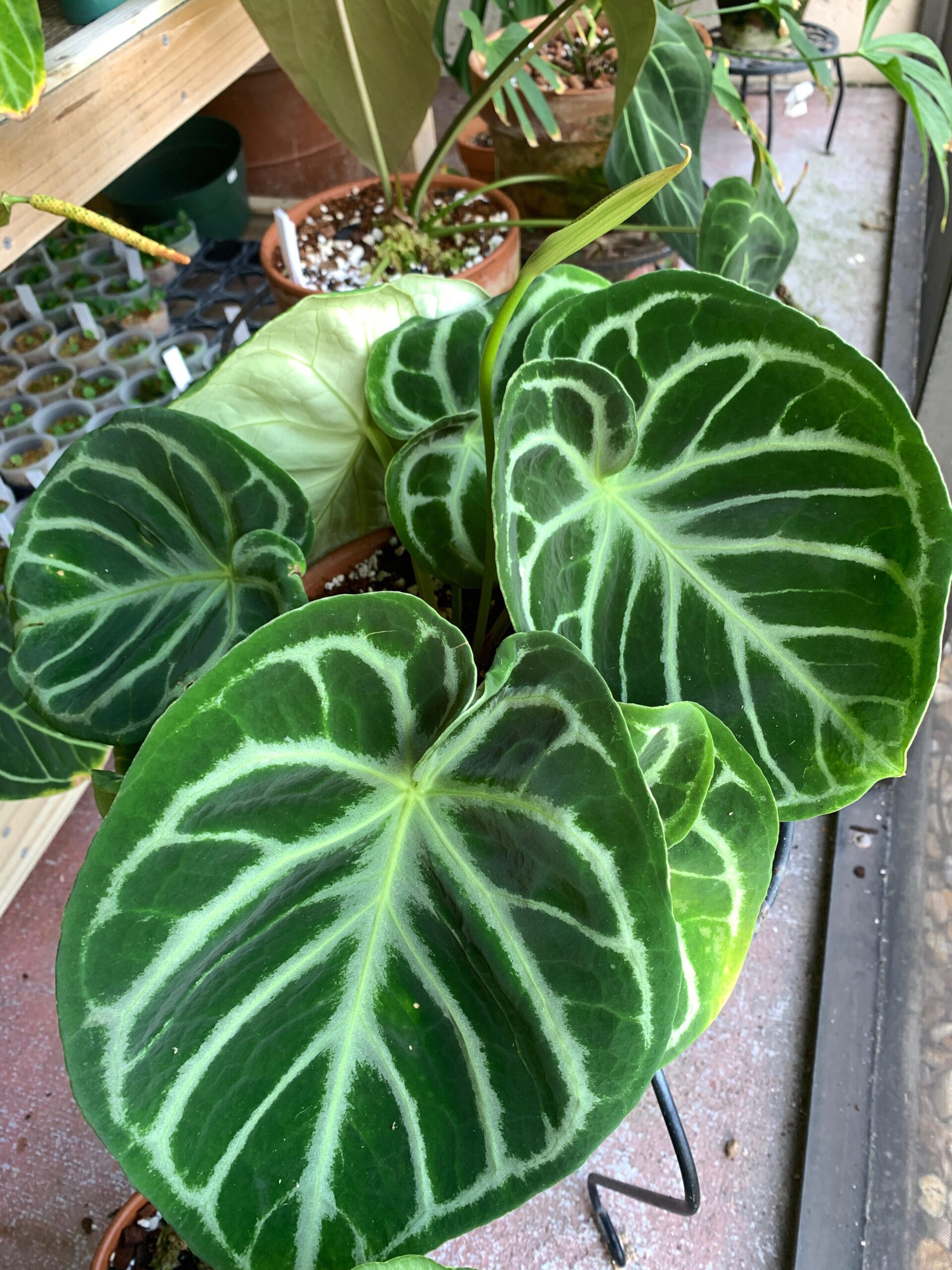 Anthurium crystallinum Dorayaki – Image 3