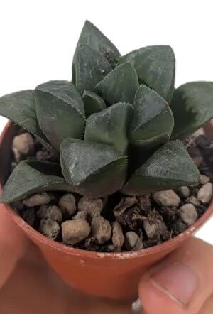 Haworthia retusa