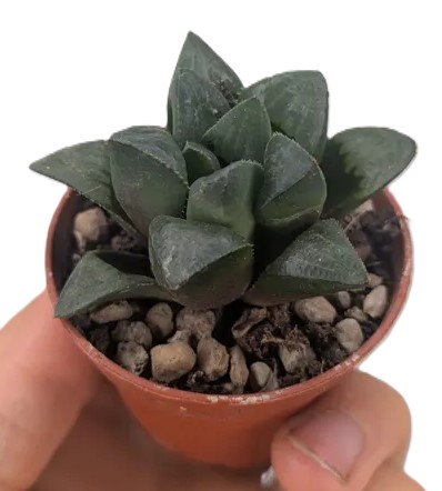 Haworthia retusa