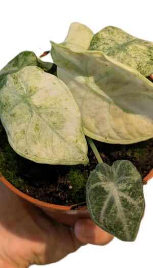 Alocasia Ninja Tricolor