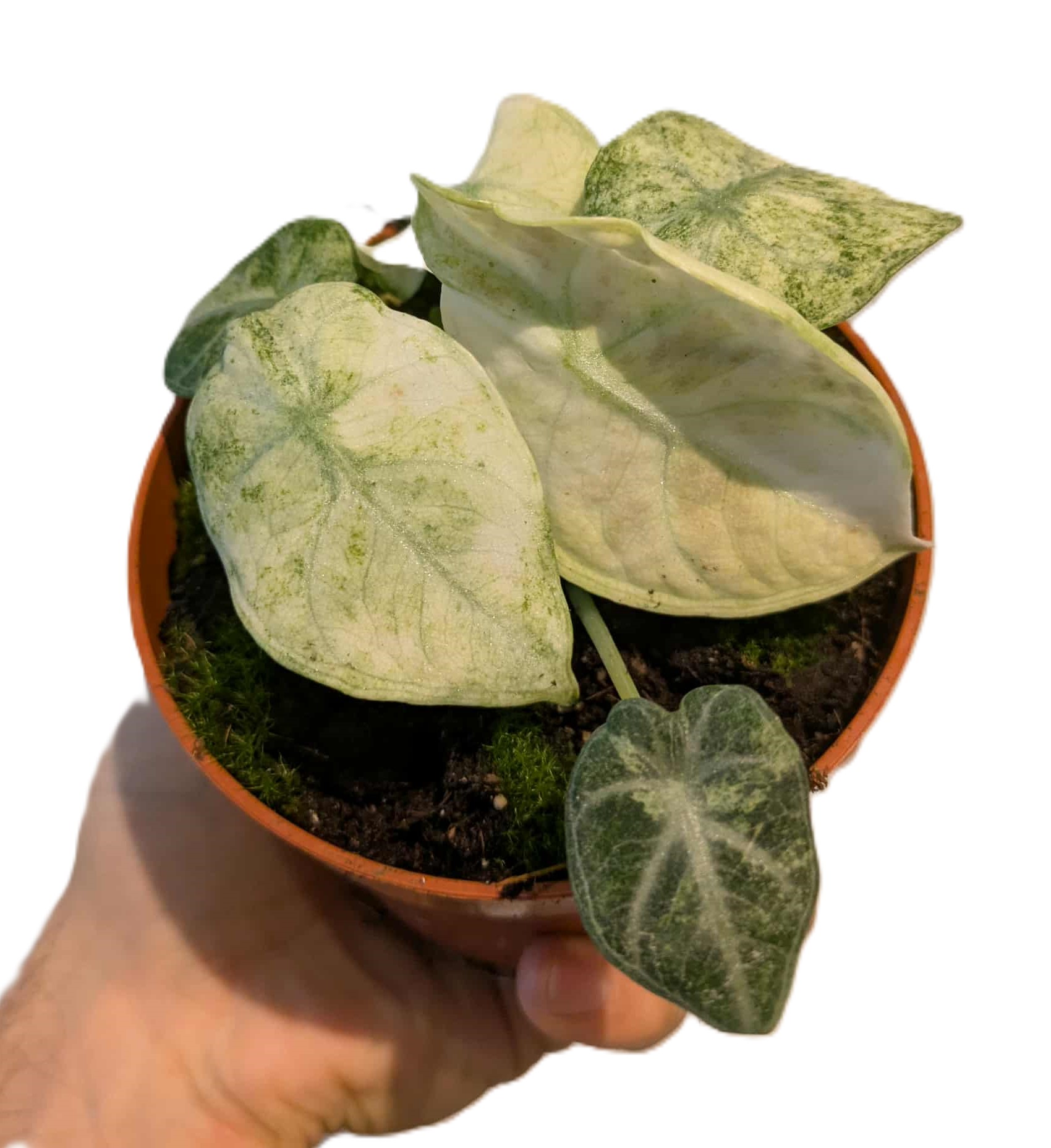 Alocasia Ninja Tricolor