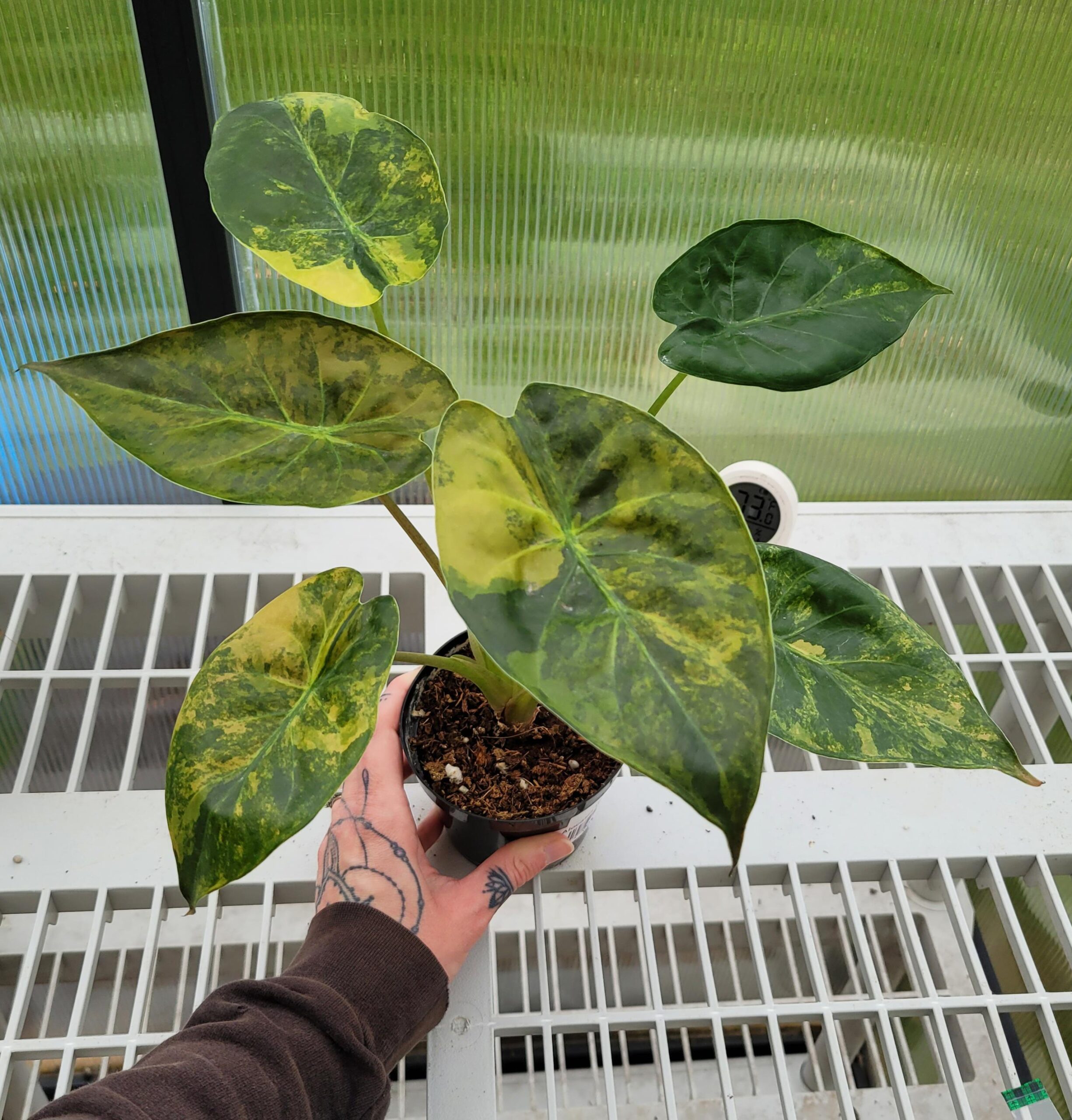 Alocasia wentii Aurea – Image 2