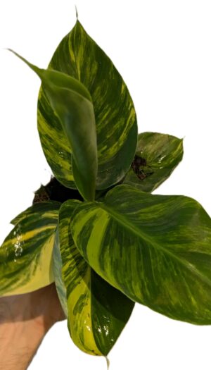 Musa aurea variegata