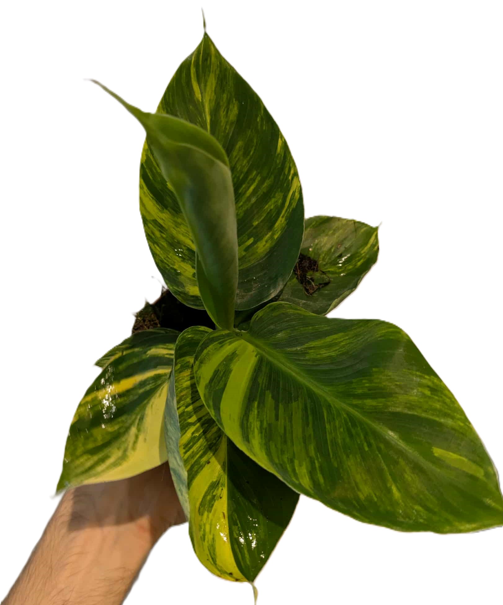 Musa aurea variegata