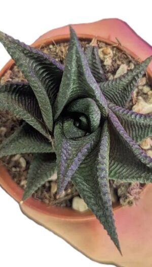 Haworthia spiralis