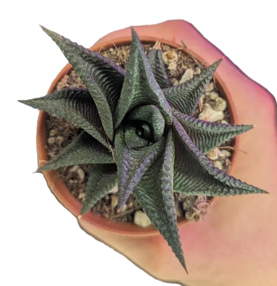 Haworthia spiralis