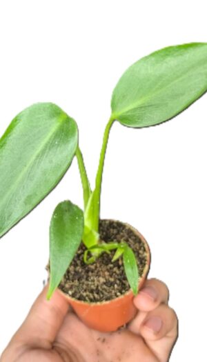 Monstera Burle Marx Flame