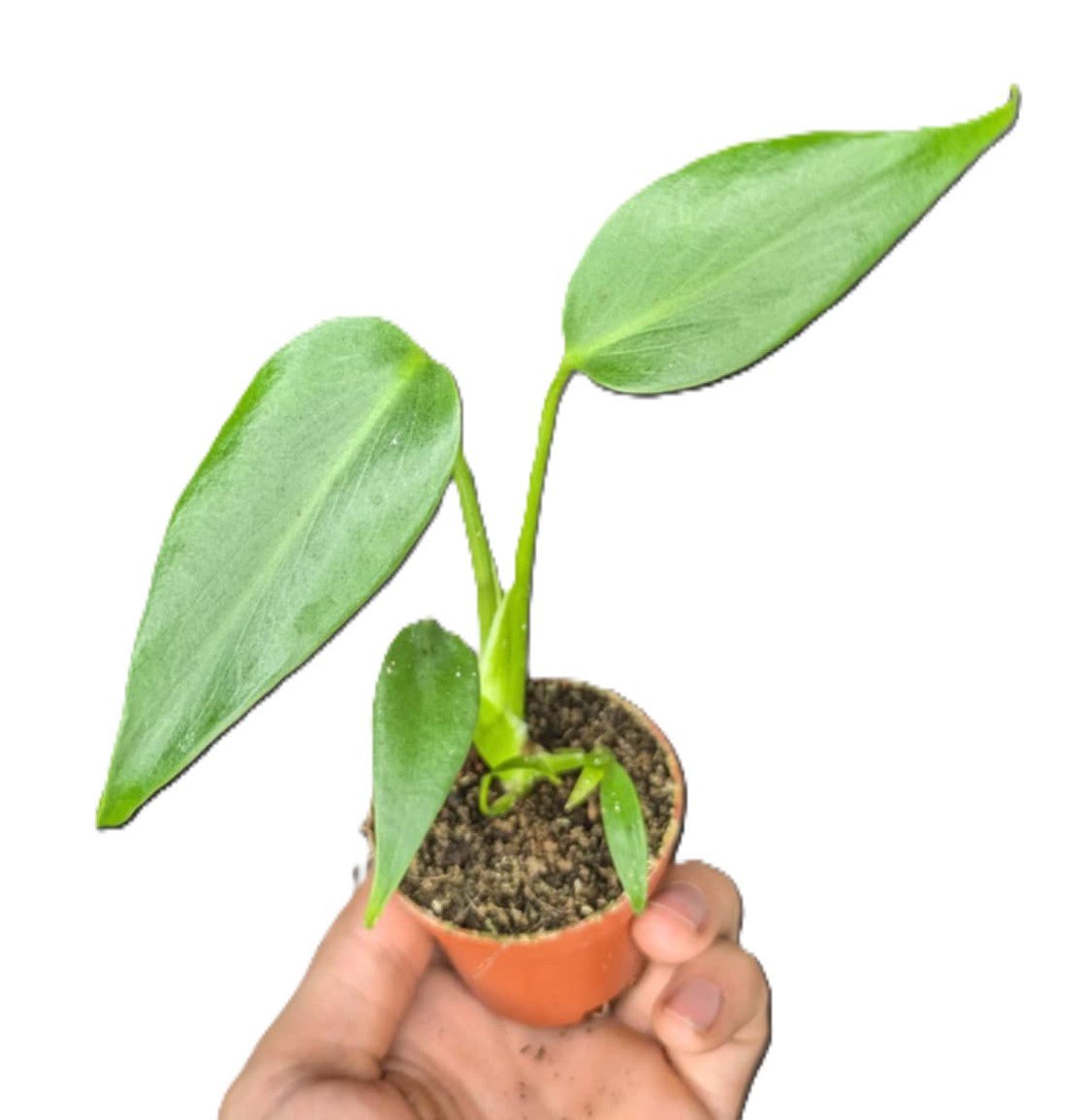 Monstera Burle Marx Flame