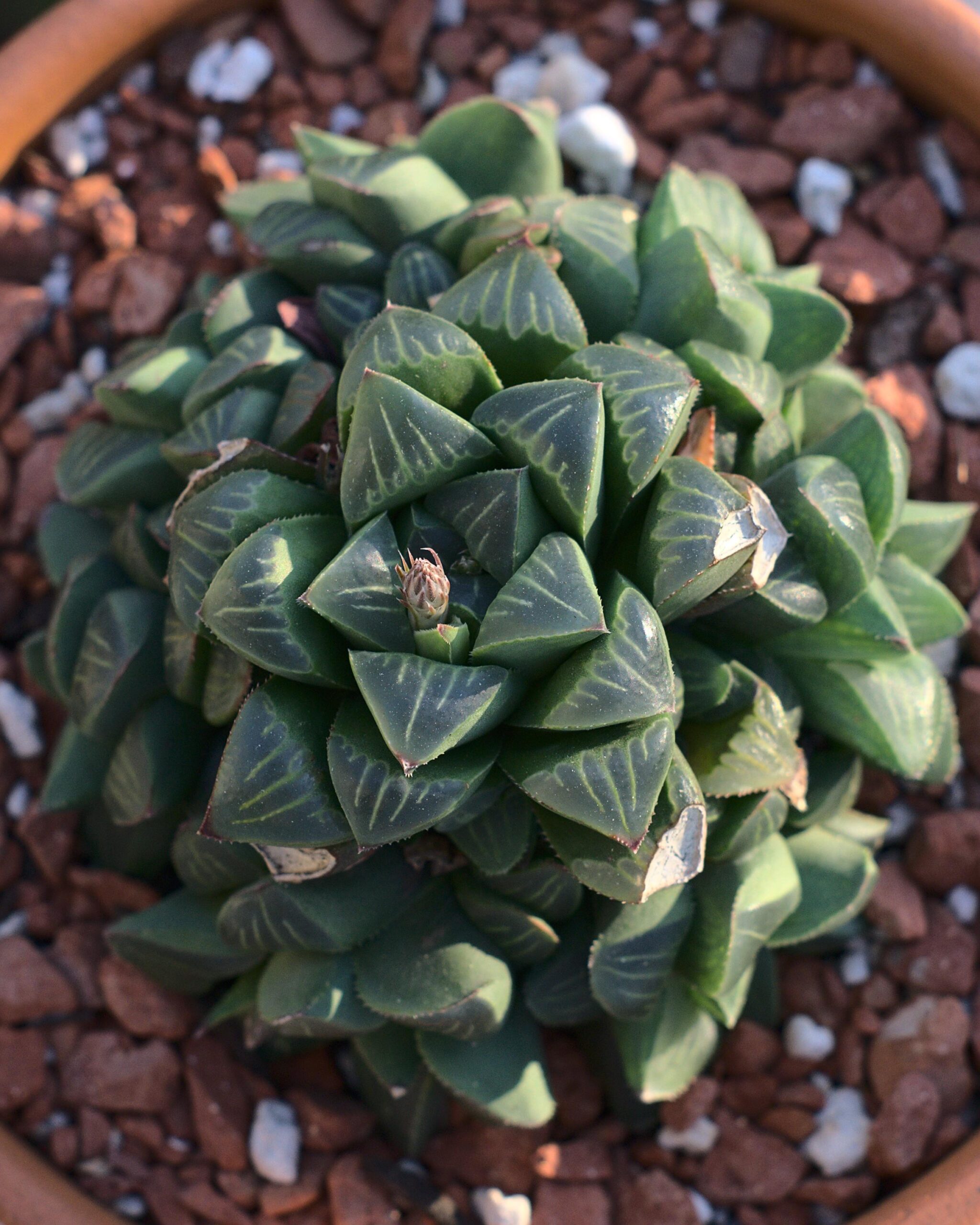 Haworthia retusa – Image 2