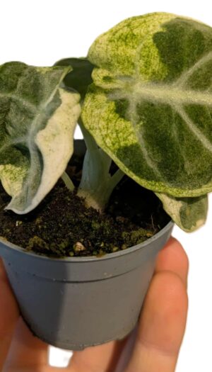 Alocasia Ninja Variegata