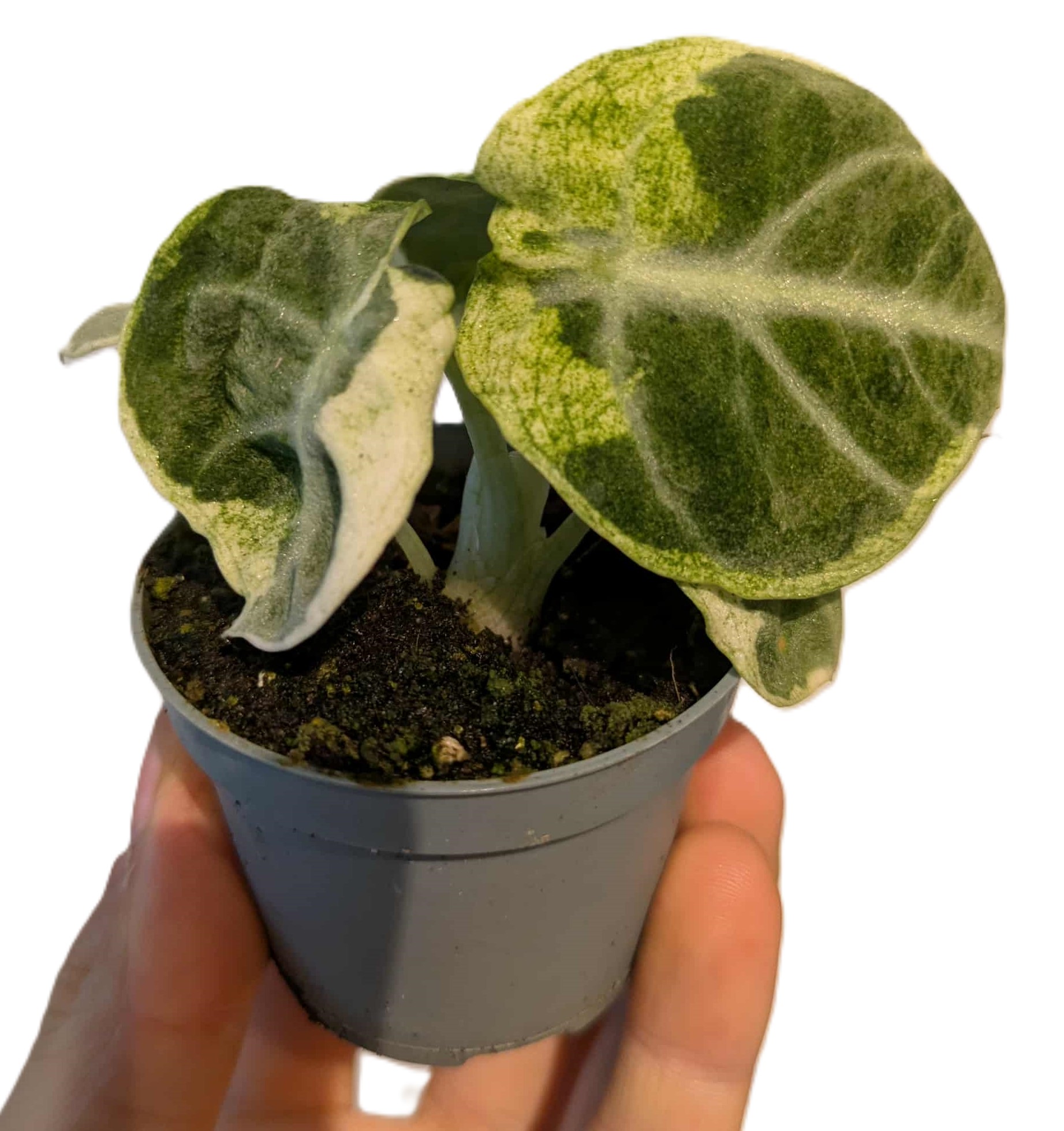 Alocasia Ninja Variegata