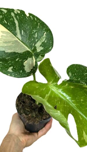 Monstera Thai Constellation