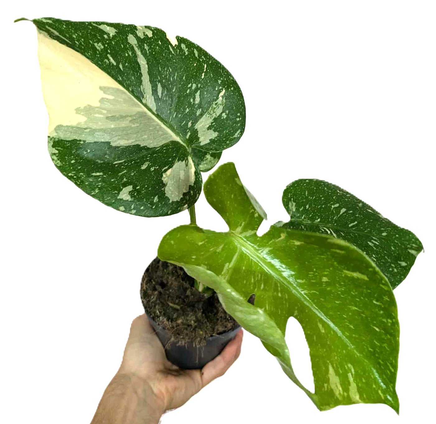 Monstera Thai Constellation