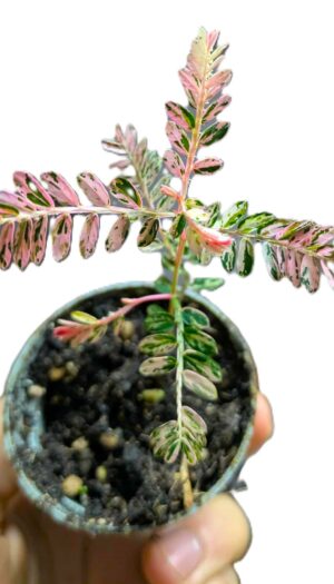 Phyllanthus urinaria Compacta Variegata