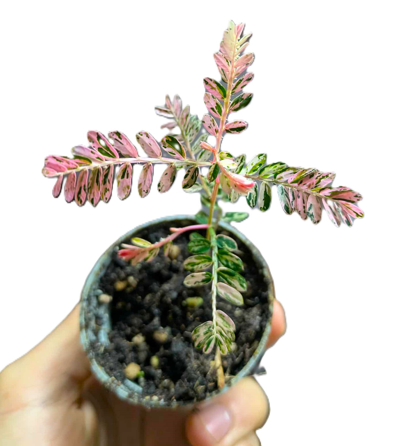 Phyllanthus urinaria Compacta Variegata