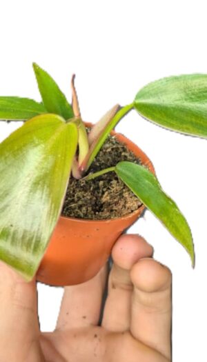 Philodendron Florida Bronze