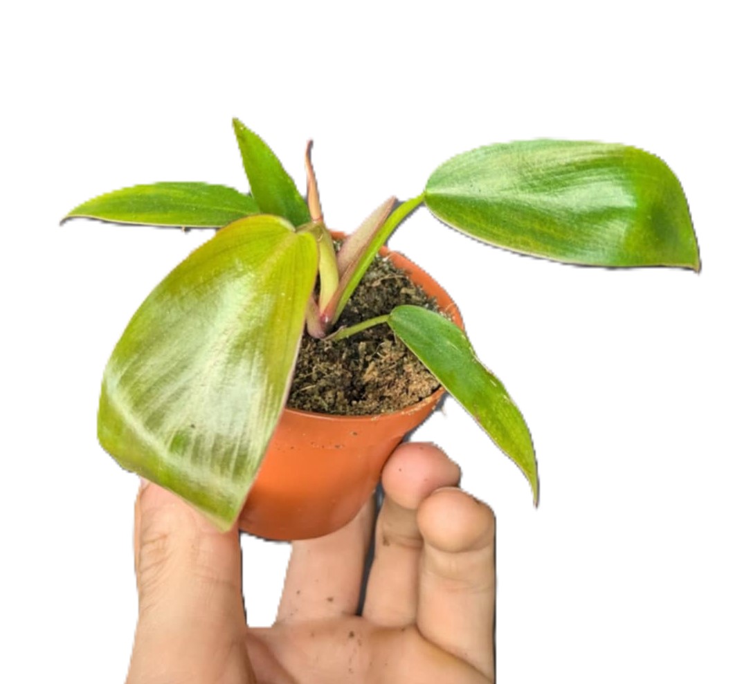 Philodendron Florida Bronze