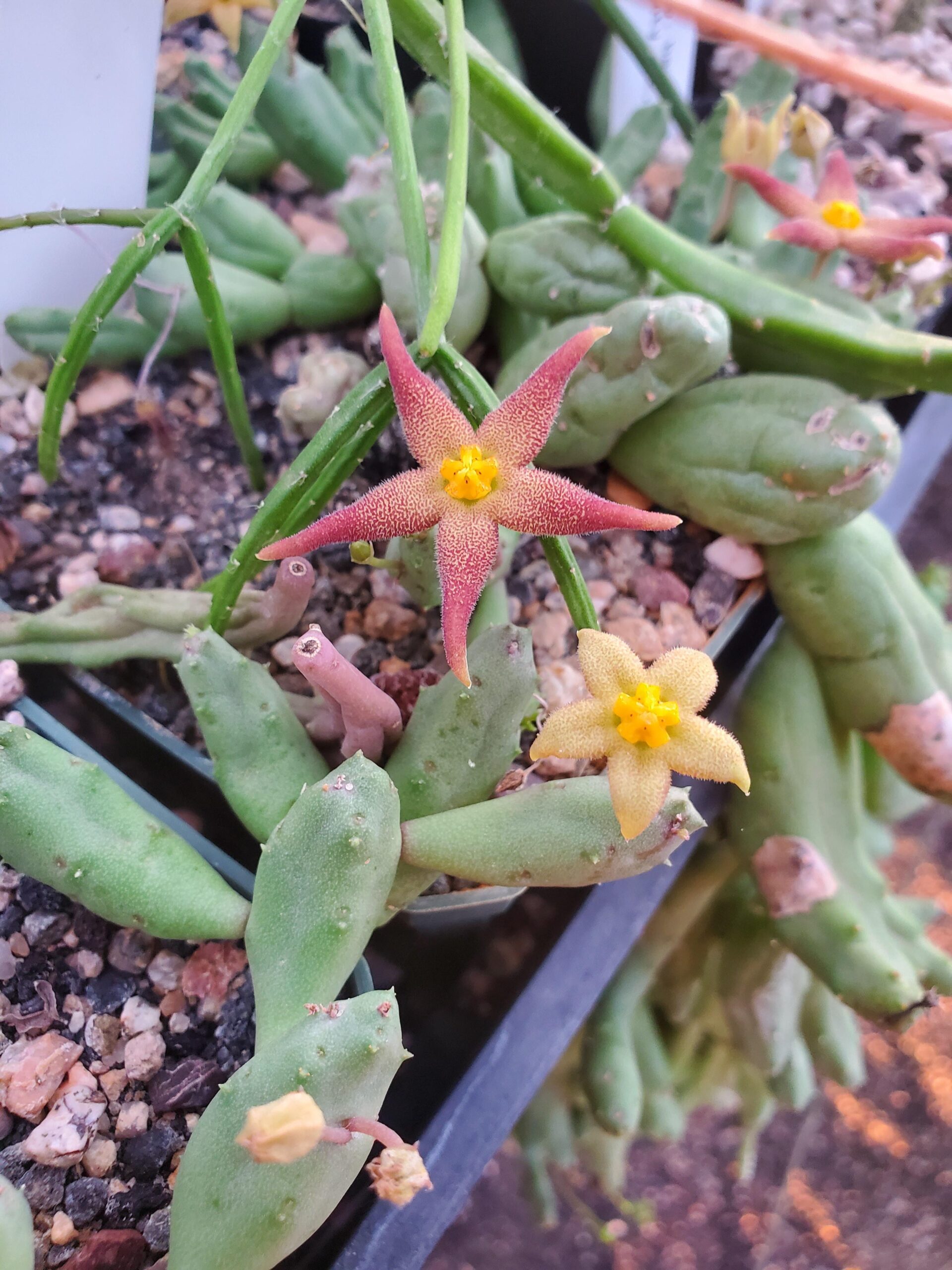 Piaranthus globosus – Image 3