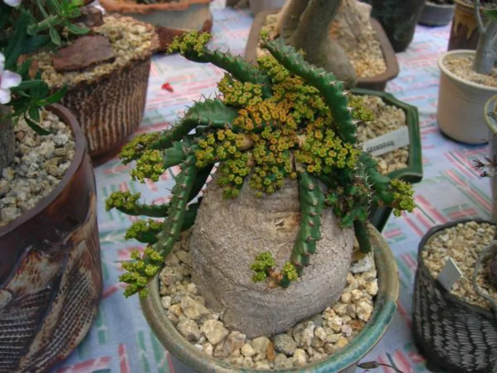 Euphorbia stellata – Image 5