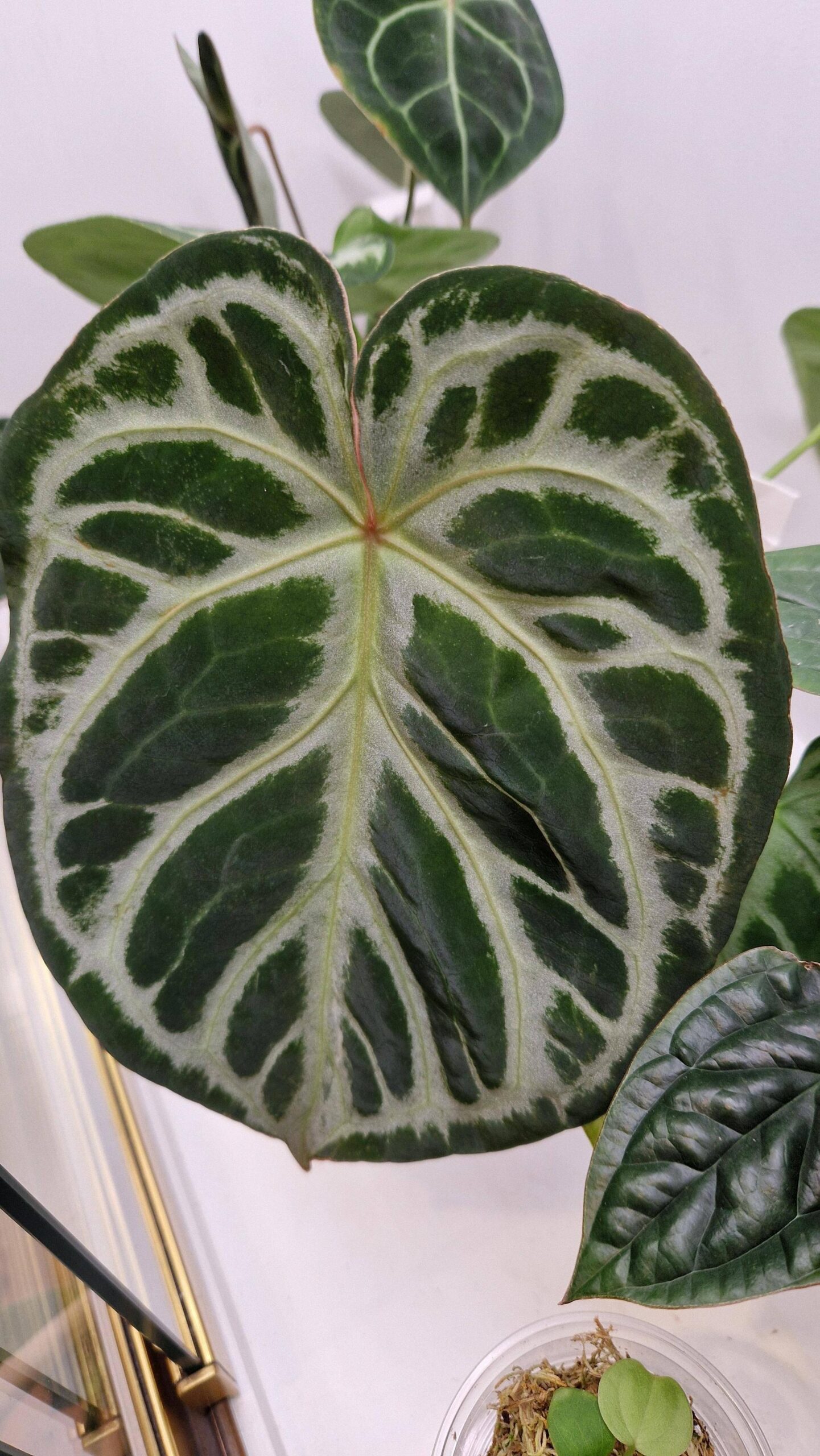 Anthurium crystallinum Dorayaki – Image 6