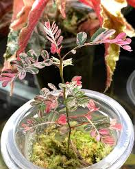 Phyllanthus urinaria Compacta Variegata – Image 3