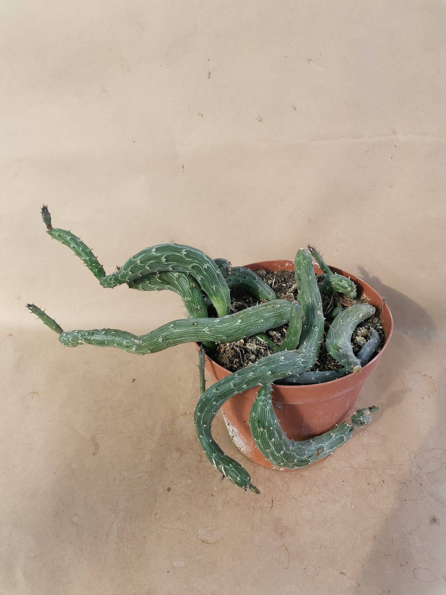 senecio pendulus – Image 4