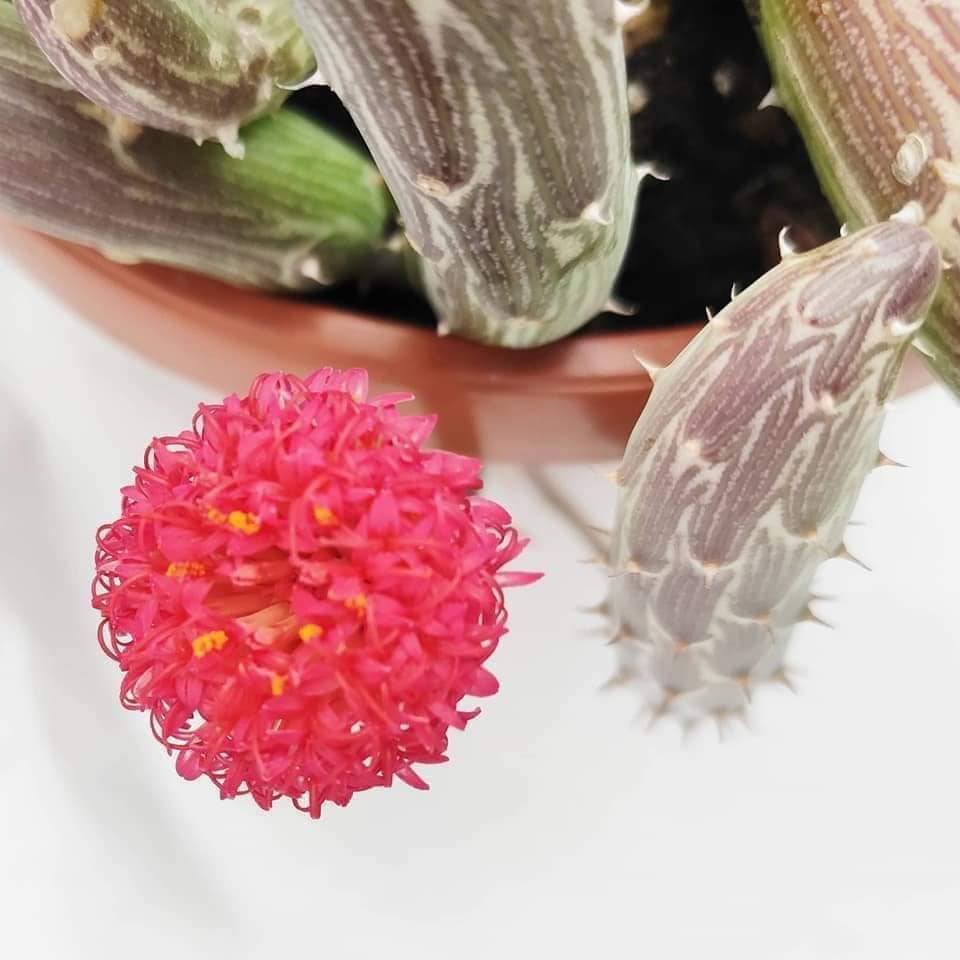 senecio pendulus – Image 5