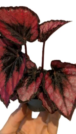 Begonia Magic Colours Red Kiss