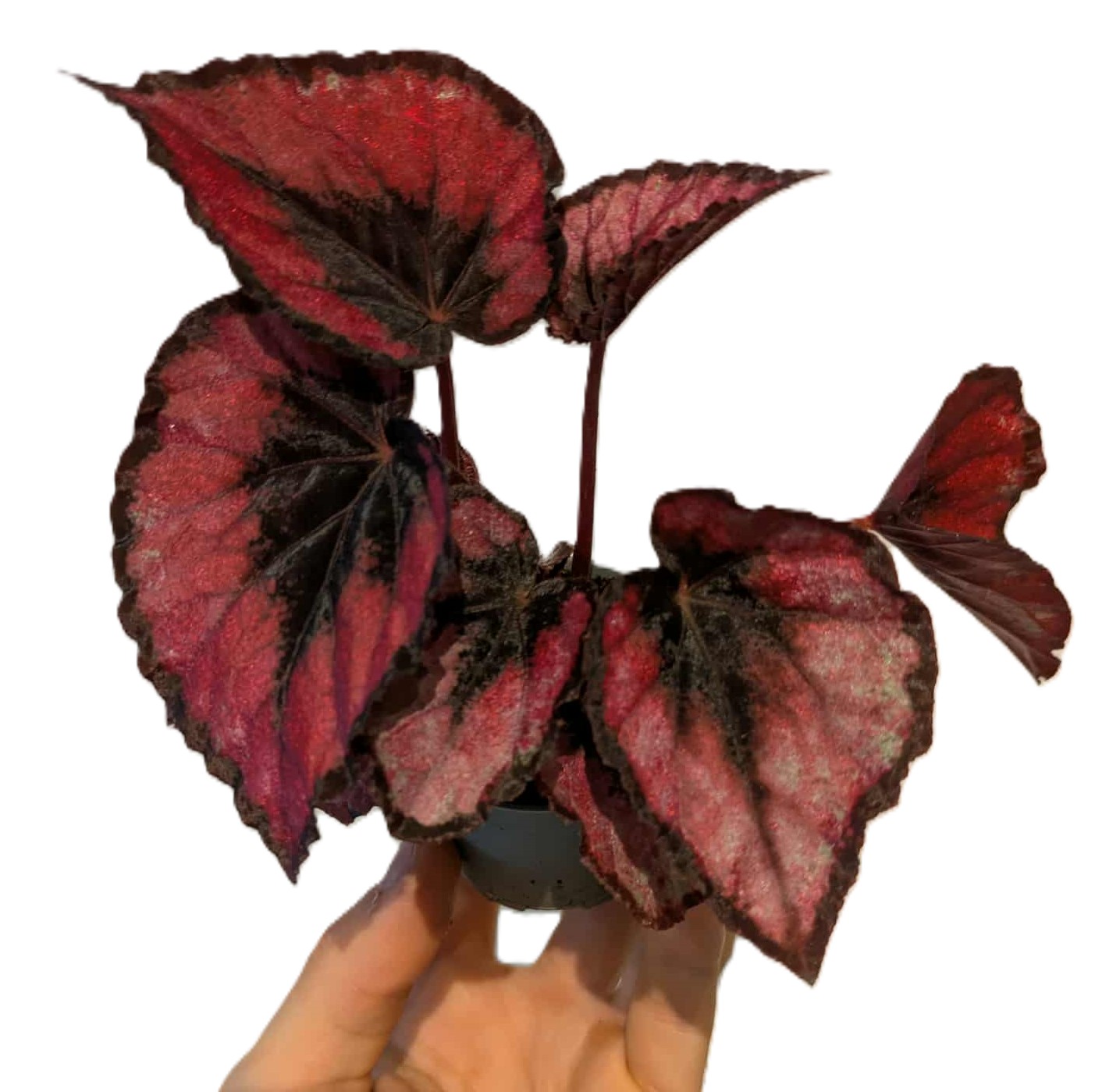 Begonia Magic Colours Red Kiss