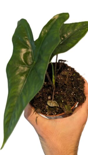 Alocasia nycteris Bat Wing