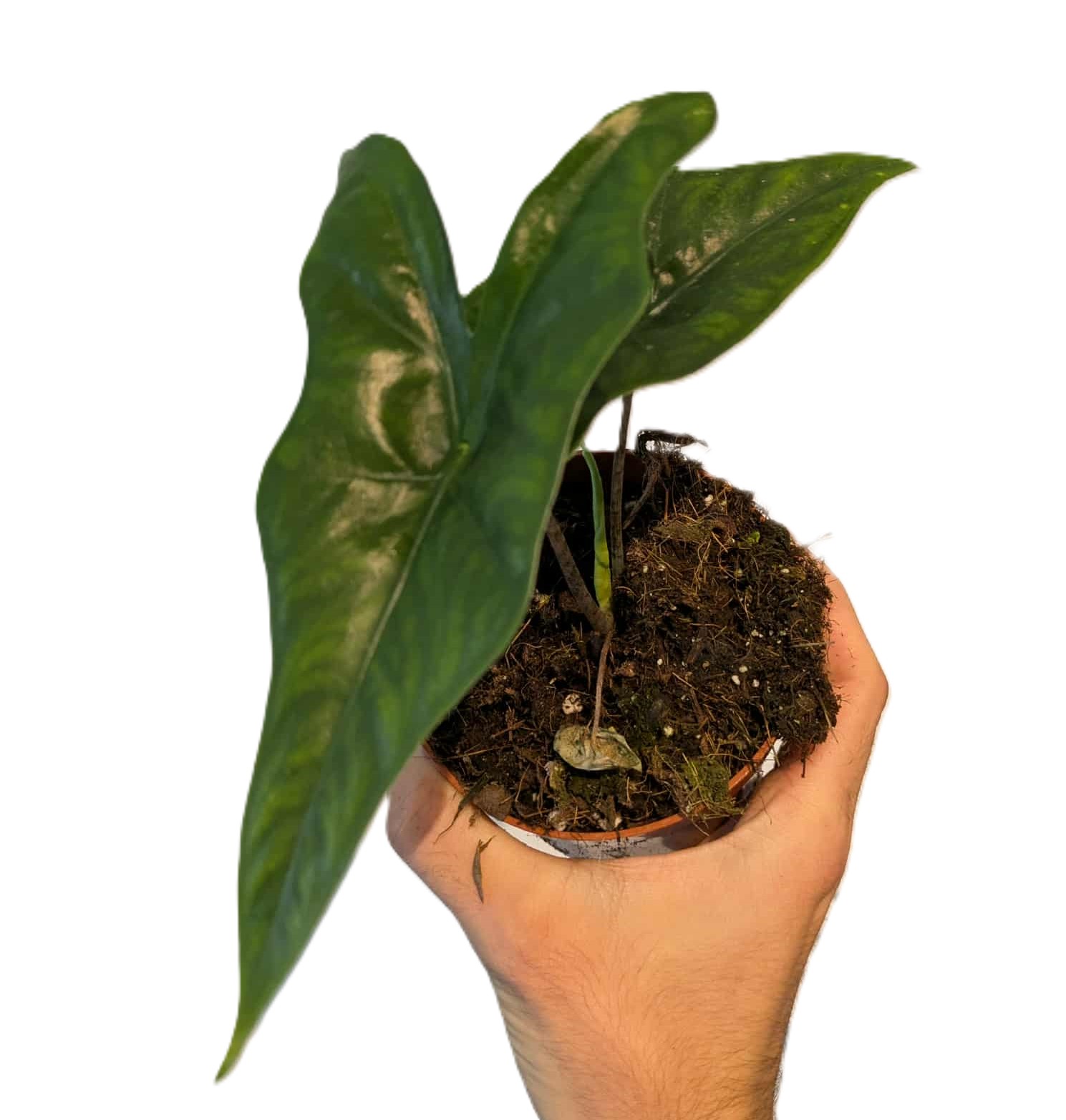 Alocasia nycteris Bat Wing