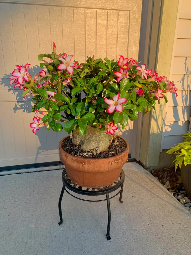 Adenium arabicum – Image 5