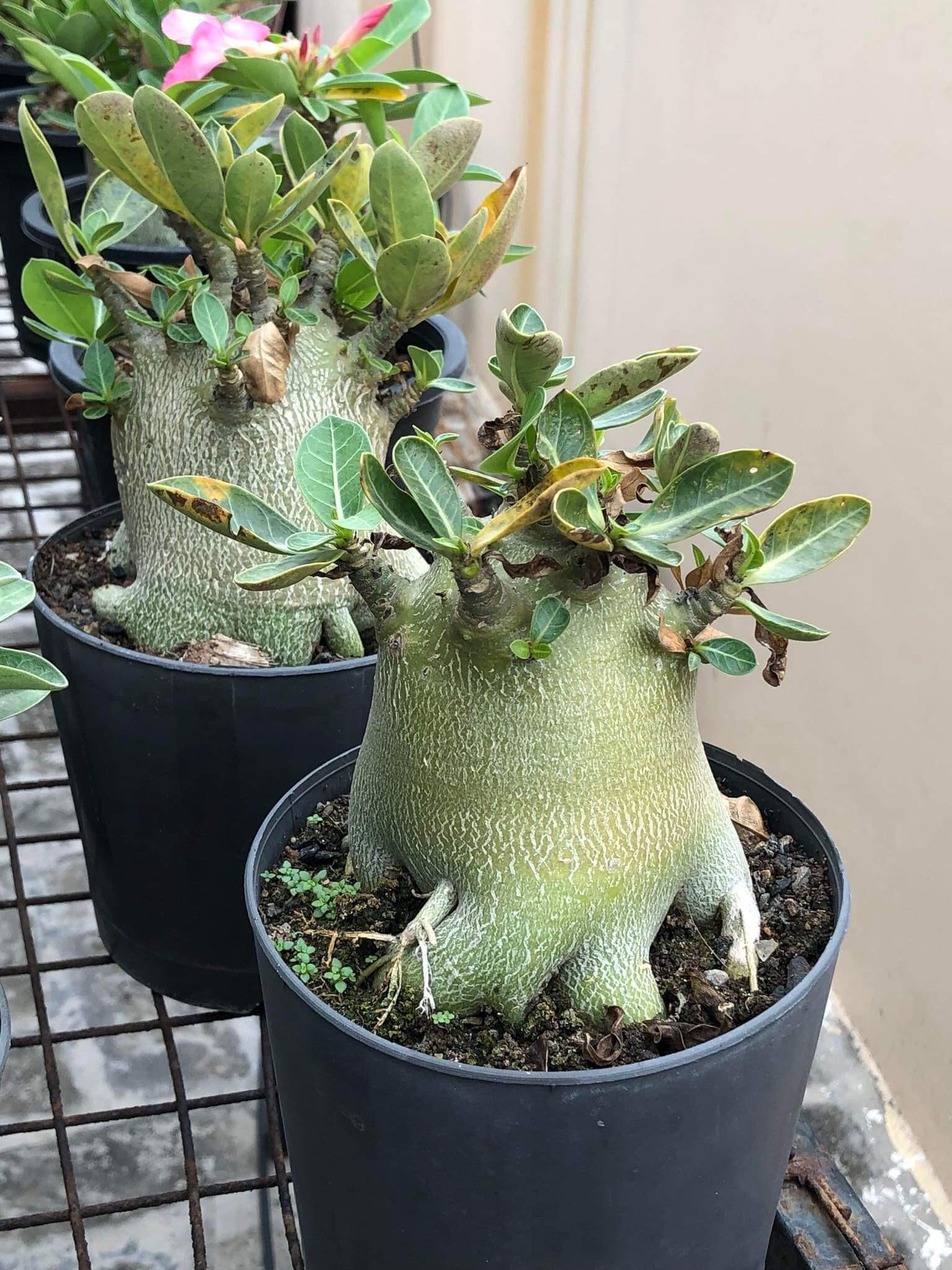 Adenium arabicum – Image 4