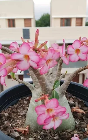 adenium-arabicum-v0-zgsihmpelv7c1
