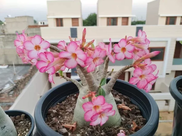Adenium arabicum – PlantaBox