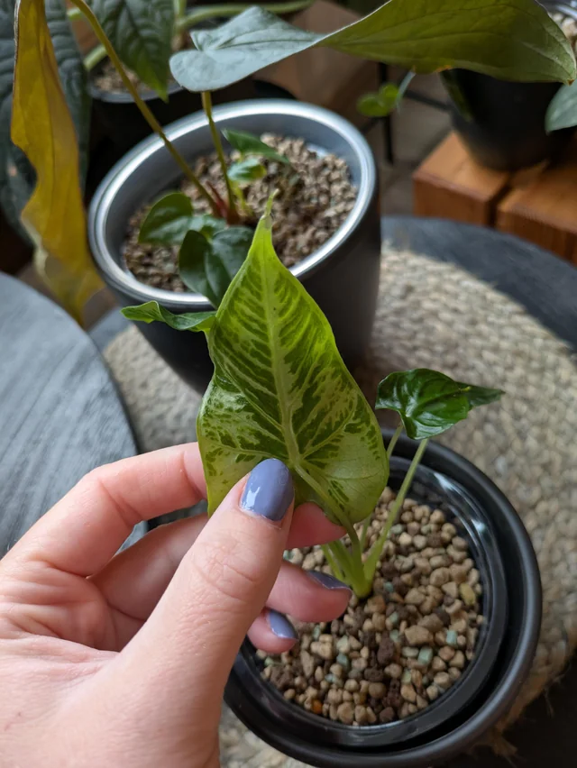 Alocasia Frydek Tattoo – Image 3