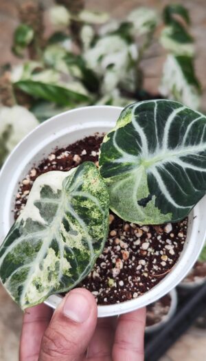 alocasia-ninja-albo-variegata-is-this-what-they-normally-v0-2n5976df07ud1