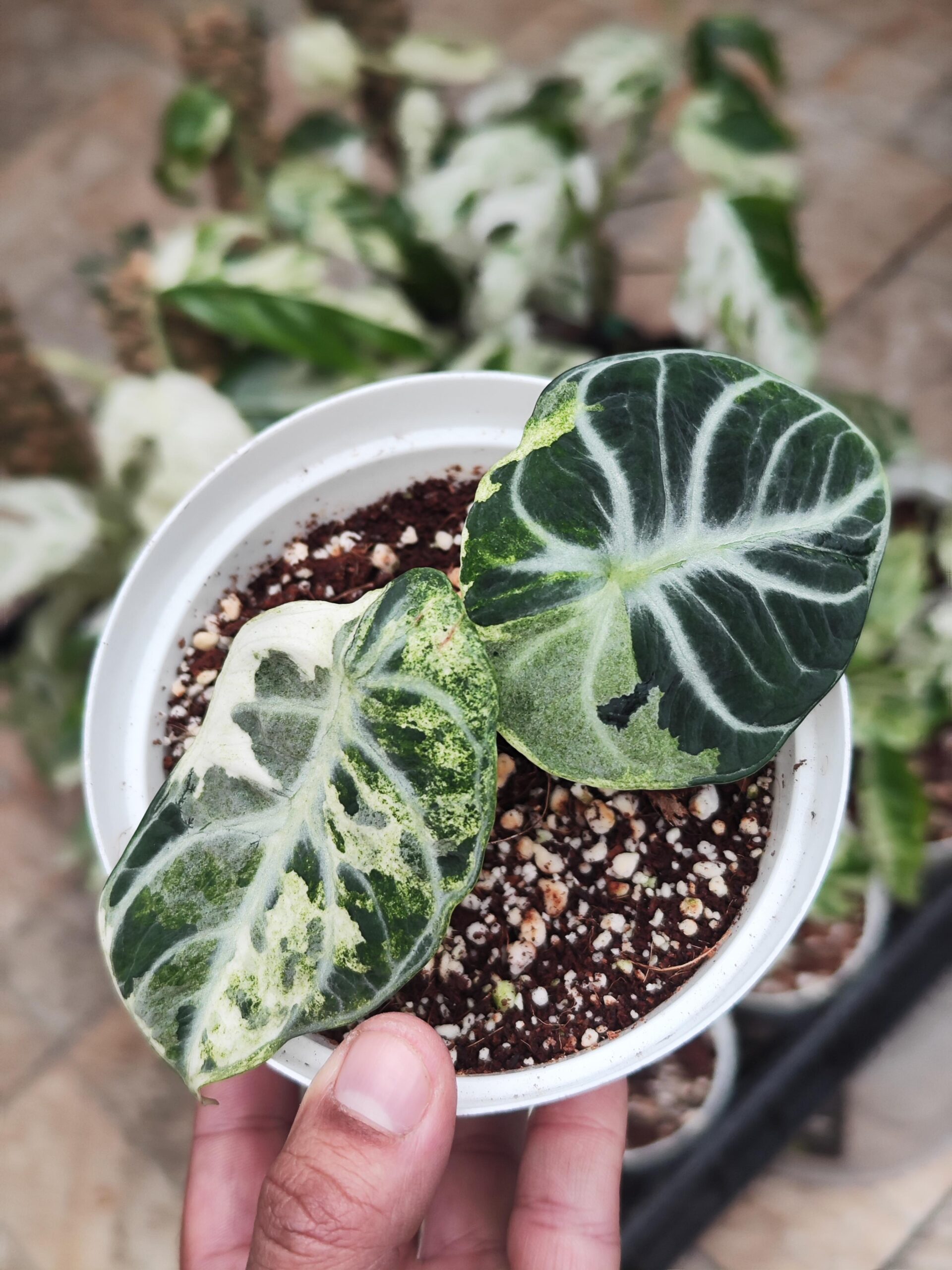 Alocasia Ninja Variegata – Image 2