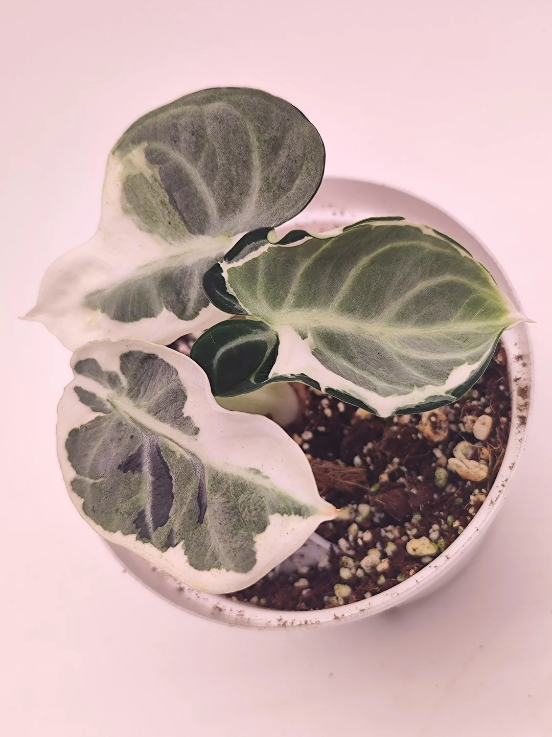 Alocasia Ninja Variegata – Image 4