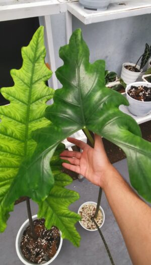 alocasia-nycteris-a-k-a-the-batwing-alocasia-always-my-v0-827643ln637a1