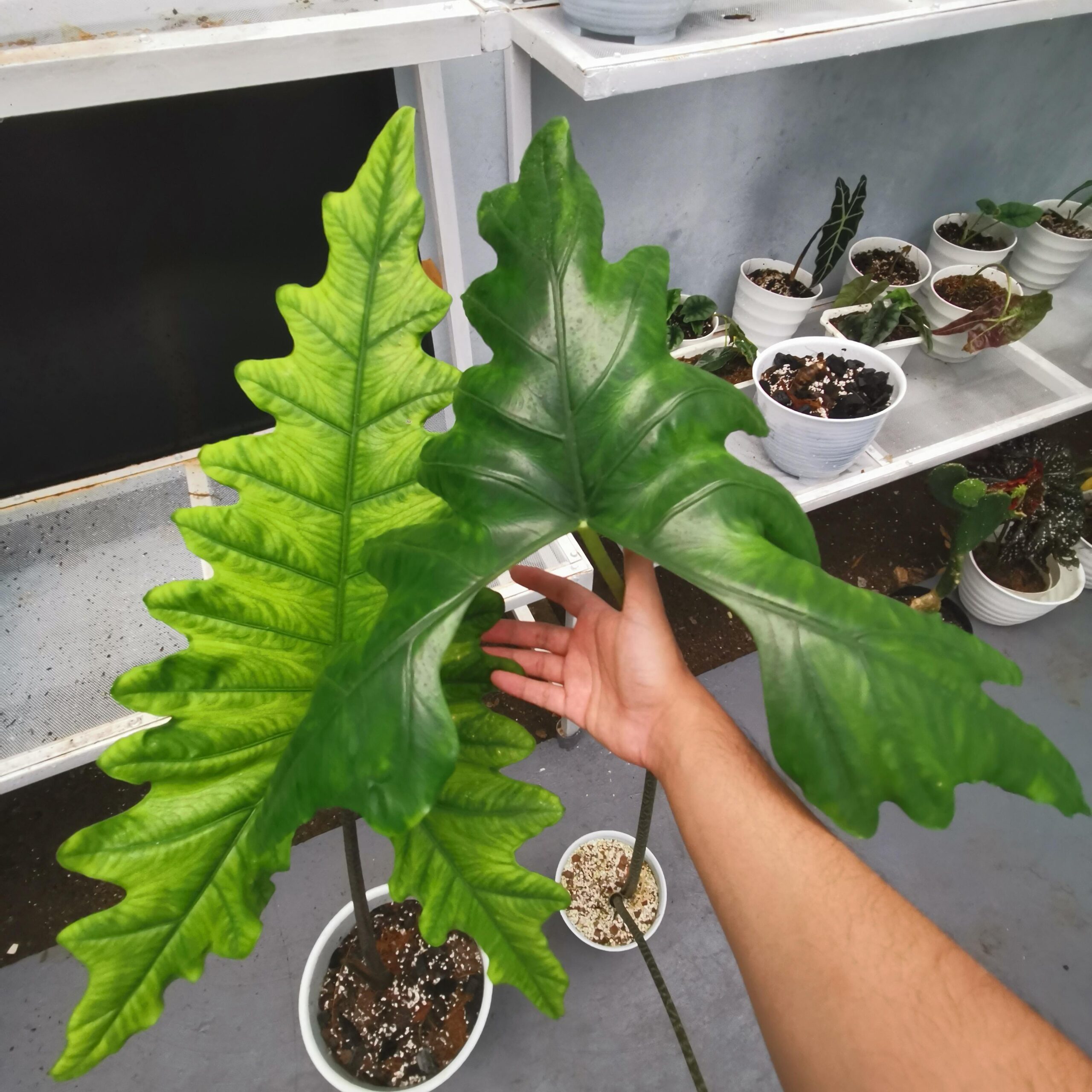 Alocasia nycteris Bat Wing – Image 2