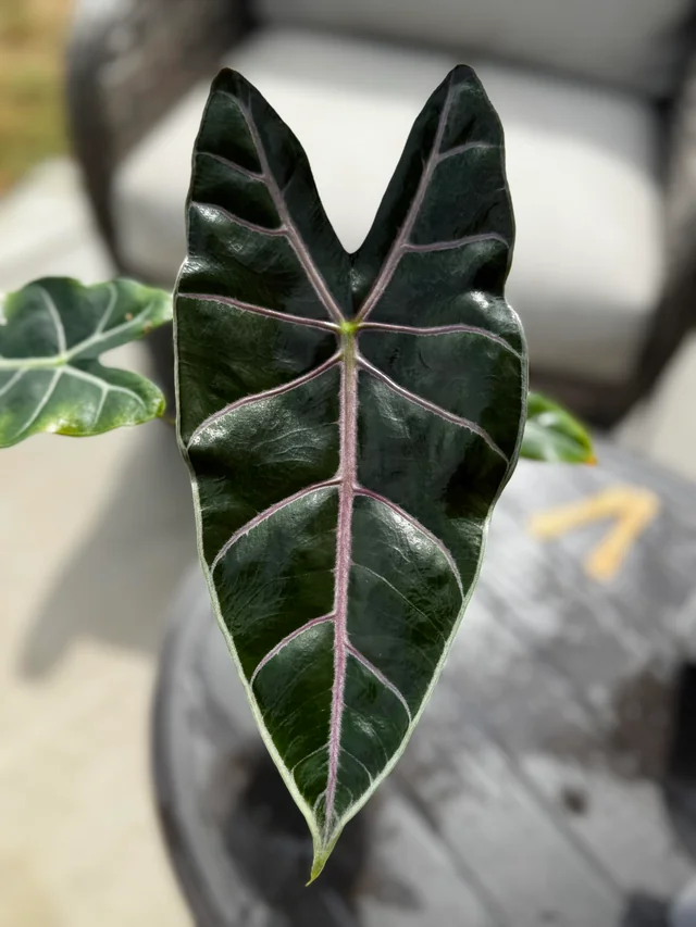 Alocasia Purple Vain – Image 4