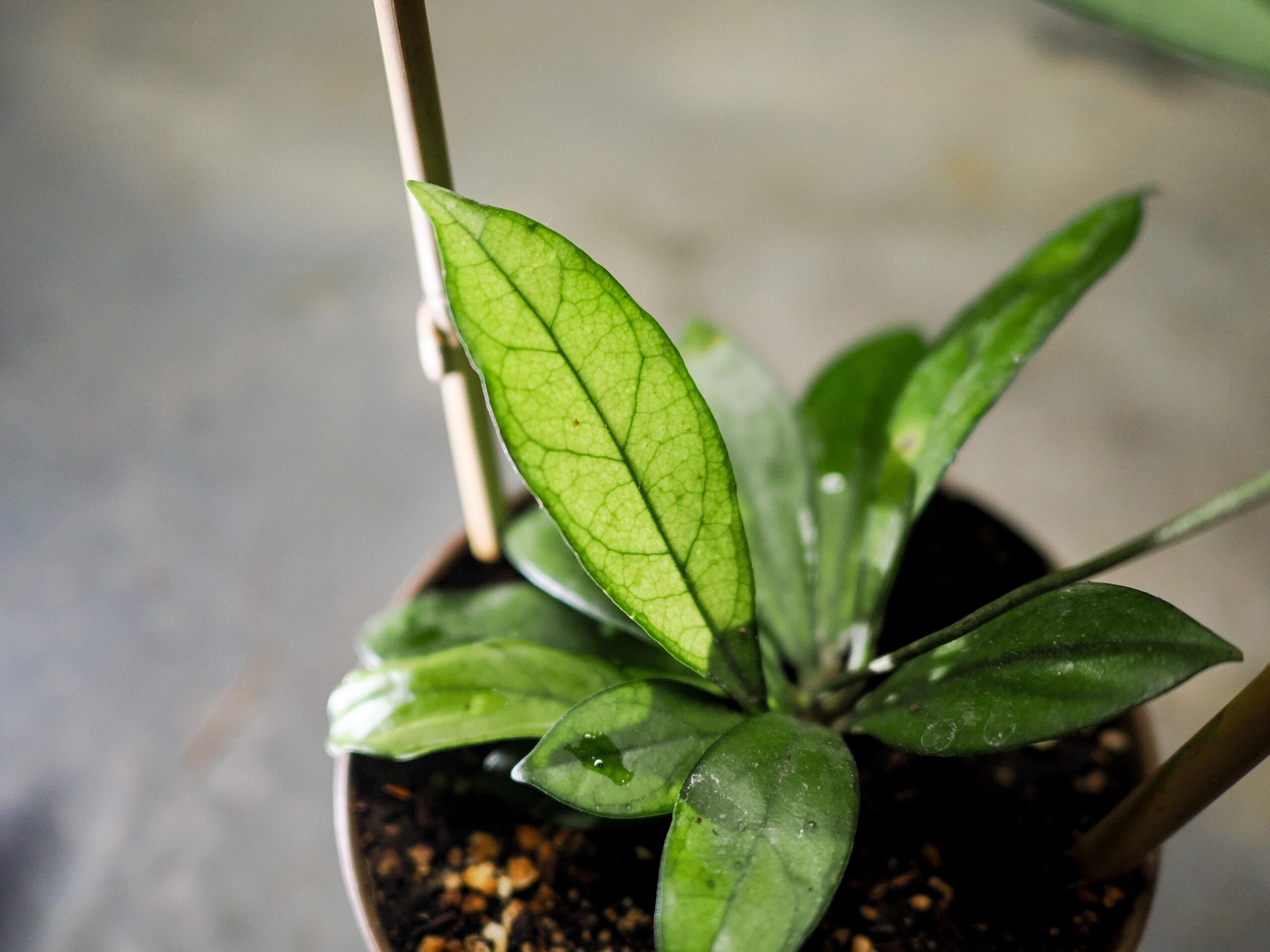 Hoya Crassipetiolata – Image 4