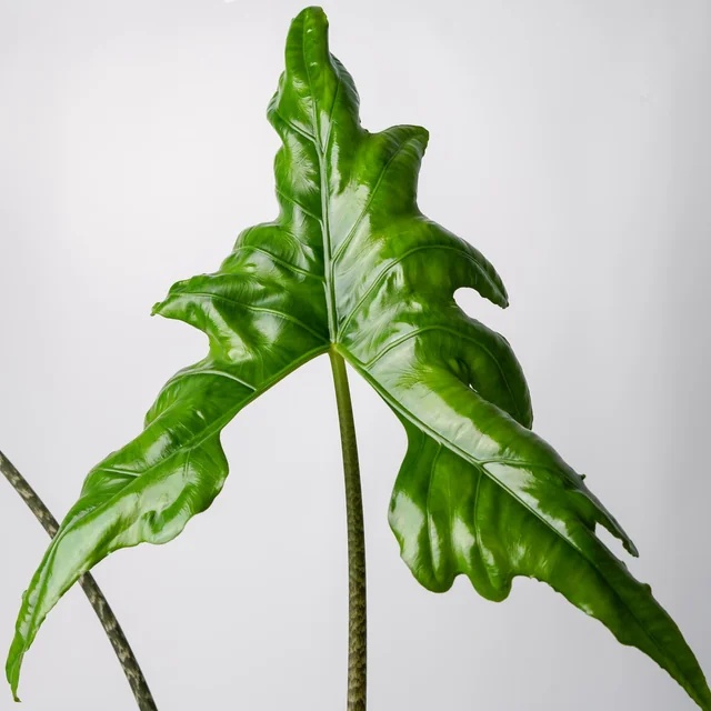 Alocasia nycteris Bat Wing – Image 3