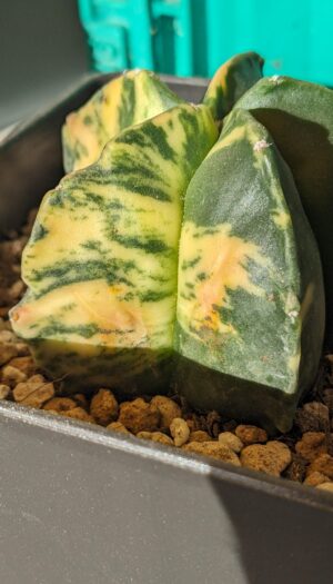 astrophytum-myriostigma-help-v0-5gheoicws67e1