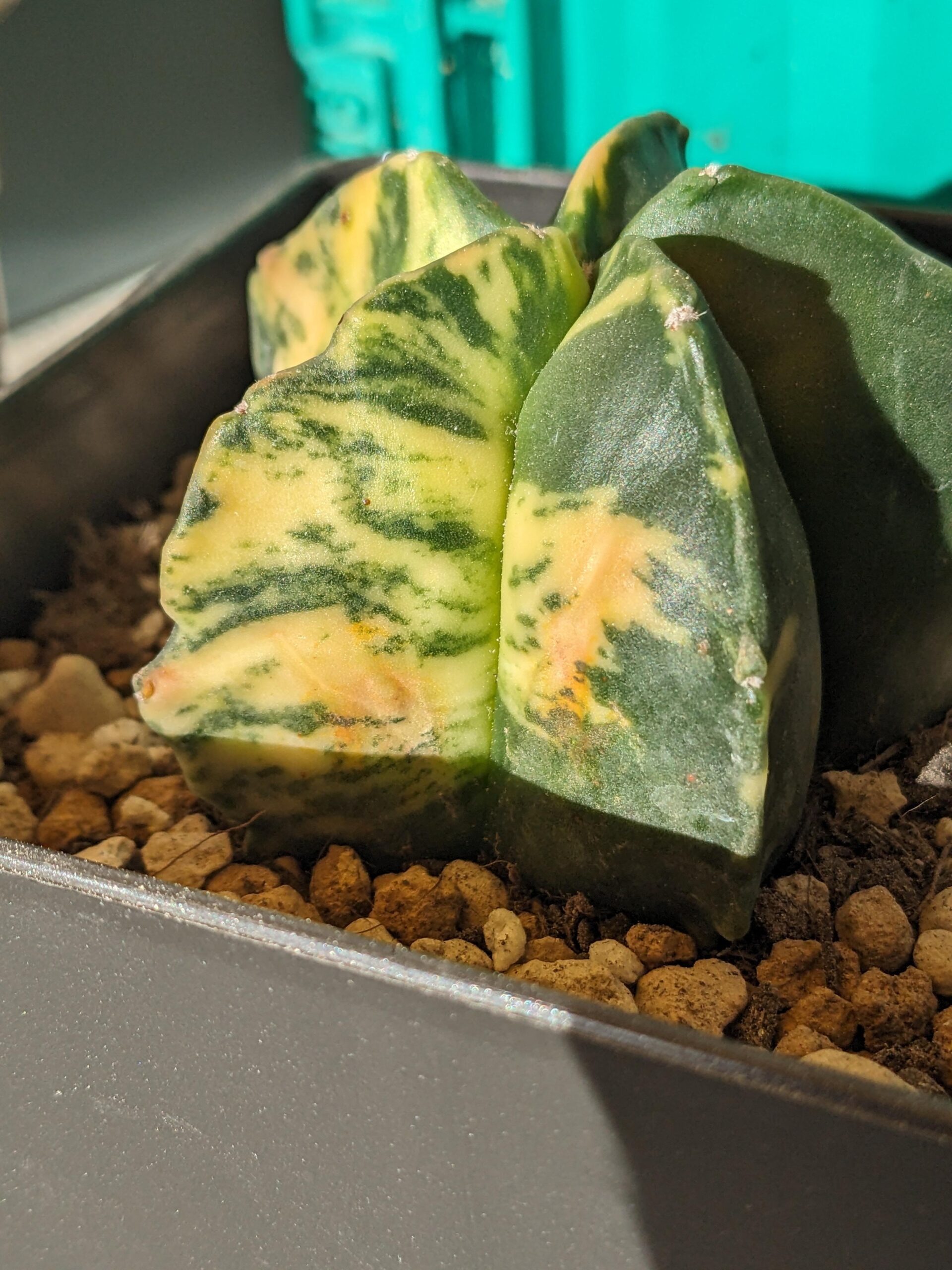 Astrophytum myriostigma variegata – Image 2