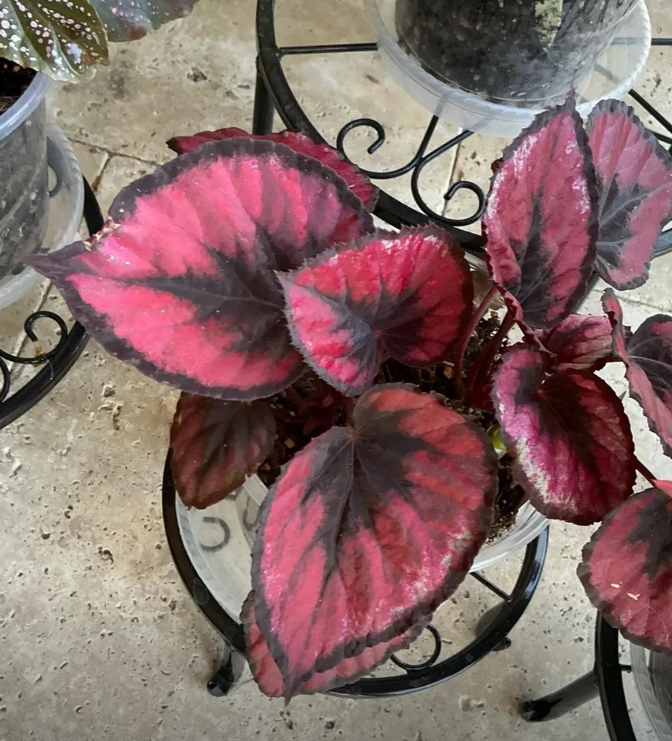 Begonia Magic Colours Red Kiss – Image 4
